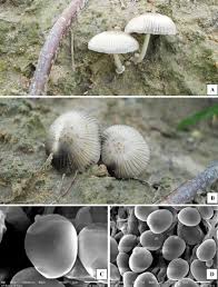 Attēlu rezultāti vaicājumam “Psathyrella sp.”