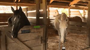 Image result for Lower Farm Stables