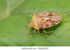 Attēlu rezultāti vaicājumam “Elasmucha grisea”