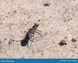 Attēlu rezultāti vaicājumam “Cicindela sylvatica”