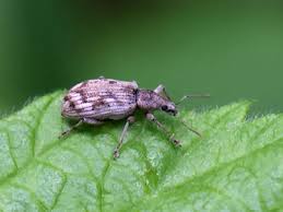 Attēlu rezultāti vaicājumam “Polydrusus tereticollis”