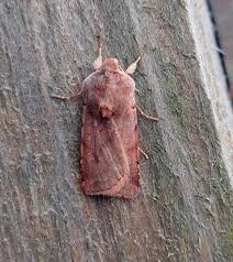 Attēlu rezultāti vaicājumam “Cerastis rubricosa”