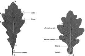 Attēlu rezultāti vaicājumam “Quercus robur leaf”