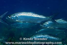 Image result for Megalops atlanticus