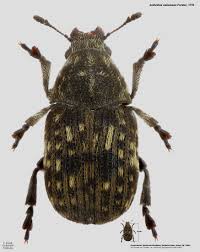 Attēlu rezultāti vaicājumam “Anthribus nebulosus”