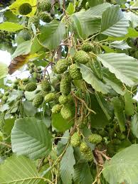 Attēlu rezultāti vaicājumam “Alnus incana leaf”