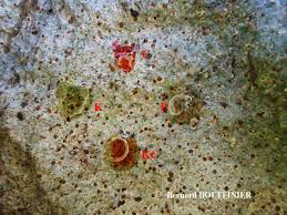 Attēlu rezultāti vaicājumam “Trapelia coarctata”