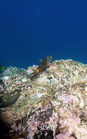 Image result for Sparisoma cretense