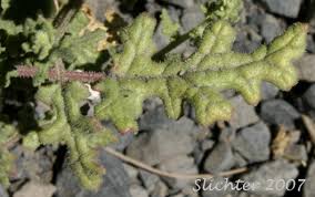 Image result for Chenopodium botrys