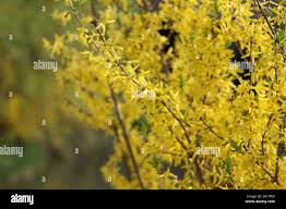 Attēlu rezultāti vaicājumam “Forsythia viridissima flower”
