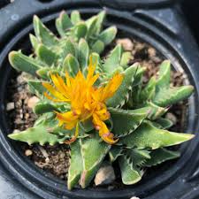 Attēlu rezultāti vaicājumam “Diderma tigrinum stalked”