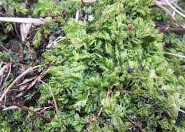 Attēlu rezultāti vaicājumam “Lophocolea bidentata”