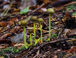 Attēlu rezultāti vaicājumam “Mycena belliarum”