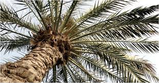 Image result for mars trees