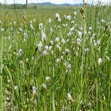 Attēlu rezultāti vaicājumam “Trichophorum alpinum”