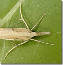 Attēlu rezultāti vaicājumam “Agriphila selasella”