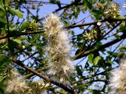 Attēlu rezultāti vaicājumam “Salix cinerea female flower”