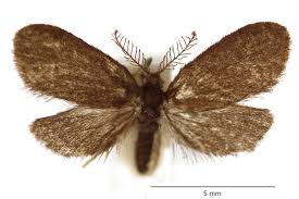 Attēlu rezultāti vaicājumam “Psyche casta”