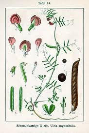 Attēlu rezultāti vaicājumam “Vicia angustifolia”