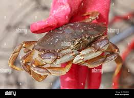 Image result for Metacarcinus magister