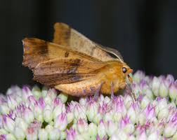 Attēlu rezultāti vaicājumam “Ennomos autumnaria male”