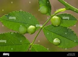 Attēlu rezultāti vaicājumam “Diplolepis eglanteriae”