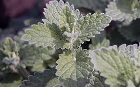 Image result for Katzenminze