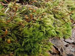 Attēlu rezultāti vaicājumam “Hypnum pallescens”