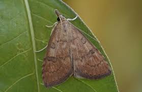 Attēlu rezultāti vaicājumam “Udea fulvalis”