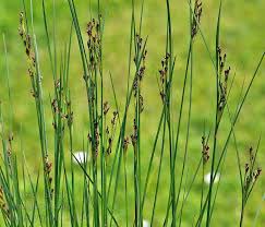 Attēlu rezultāti vaicājumam “Juncus compressus”