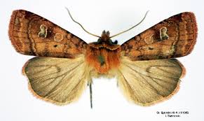 Attēlu rezultāti vaicājumam “Diarsia florida”