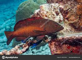 Image result for Cephalopholis fulva