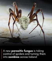 Attēlu rezultāti vaicājumam “Torrubiella arachnophila”