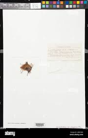 Attēlu rezultāti vaicājumam “Bryum neodamense”