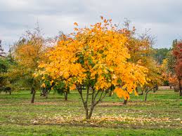 Attēlu rezultāti vaicājumam “Cladrastis kentukea”