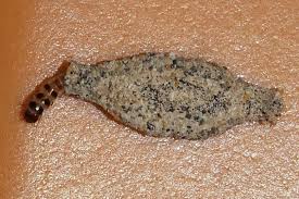 Attēlu rezultāti vaicājumam “Tineidae”