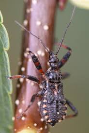 Attēlu rezultāti vaicājumam “Rhynocoris annulatus”