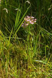 Image result for Centaurium erythraea