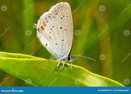 Attēlu rezultāti vaicājumam “Everes argiades underside”