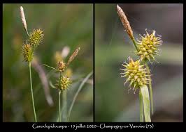 Attēlu rezultāti vaicājumam “Carex lepidocarpa leaf”
