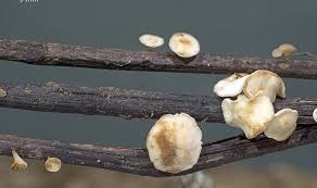 Attēlu rezultāti vaicājumam “Hymenoscyphus fraxineus”