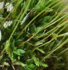 Attēlu rezultāti vaicājumam “Funariales”