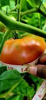 Afbeeldingsresultaat voor brandywine sudduth tomato