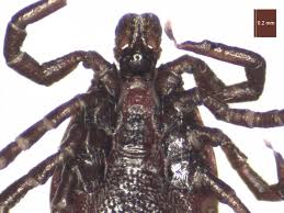 Attēlu rezultāti vaicājumam “Ixodes male”
