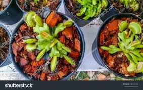 Attēlu rezultāti vaicājumam “Drosera anglica fruit”