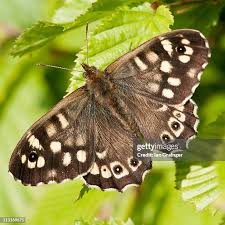 Attēlu rezultāti vaicājumam “Pararge aegeria”