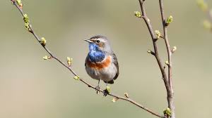 Attēlu rezultāti vaicājumam “Luscinia svecica”