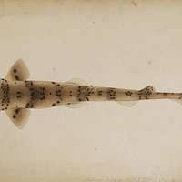 Image result for Poroderma pantherinum