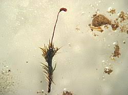 Attēlu rezultāti vaicājumam “Dicranella varia”