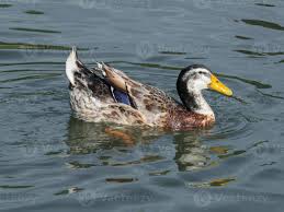 Attēlu rezultāti vaicājumam “Anas platyrhynchos male”